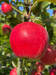 Red tasty apples in the garden