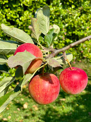 Branch with Red tasty apples in the garden