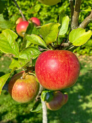 Branch with Red tasty apples in the garden