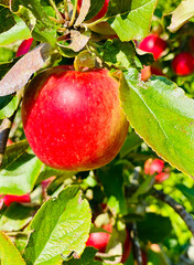Branch with Red tasty apples in the garden