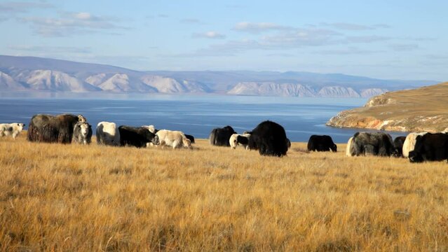 Baikal Lake. Video of herd of yaks graze on yellowed meadow of Olkhon Island in sunny  autumn day. Beautiful rural landscape. Natural background.  Autumn travel and outdoor recreation