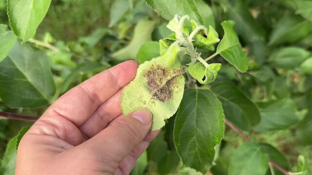 Close-up of rosy aphids and ants on young stem and curled leaves of apple tree in a fruit garden. Concept of pest control in gardening.