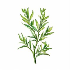 Fototapeta premium a watercolor illustration of Tarragon clipart, herb element, isolated on white background