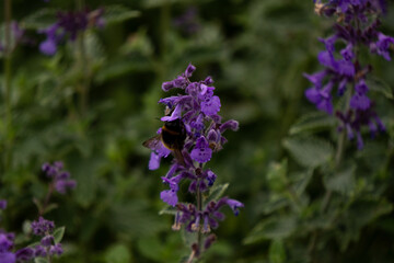 Pollinator's Paradise: Bumblebee on Catmint Flower