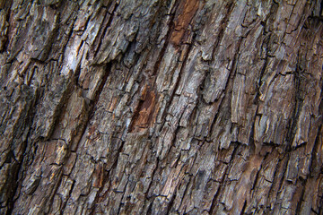 wooden trunk texture background