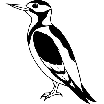 recommend clip art: Beautiful bird Woodpecker line art vector svg