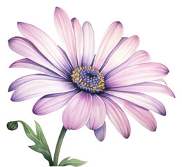 PNG Daisy blossom flower dahlia.