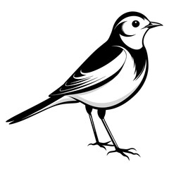 Wagtail bird different style vector illustration line art