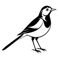 Wagtail bird different style vector illustration line art