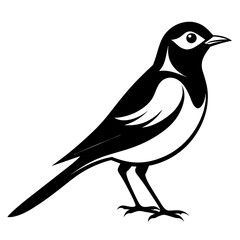 Wagtail bird different style vector illustration line art