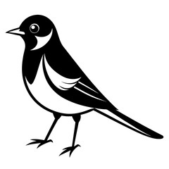 Wagtail bird different style vector illustration line art