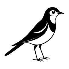 Wagtail bird different style vector illustration line art