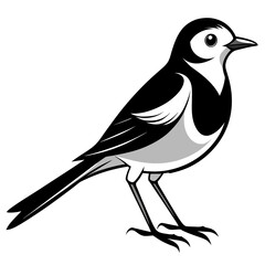 Wagtail bird different style vector illustration line art