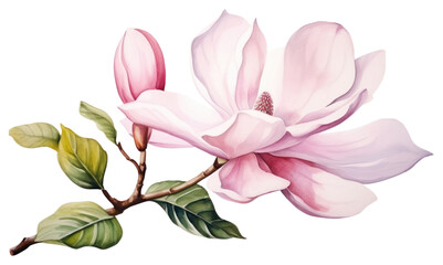 Naklejka premium PNG Blossom flower magnolia petal.
