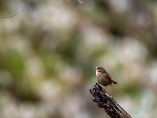 森の中で枯れ木に留まっているミソサザイ