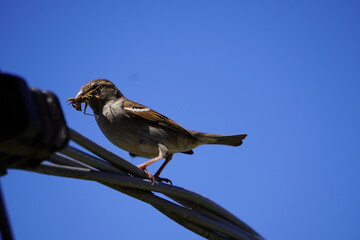 A bird delivering a grasshopper to its hungry chicks