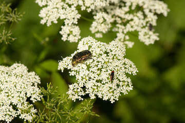 Błyszczący żuk jedzący pyłek na białych kwiatach w czerwcu w Polsce © Joanna Tauriel