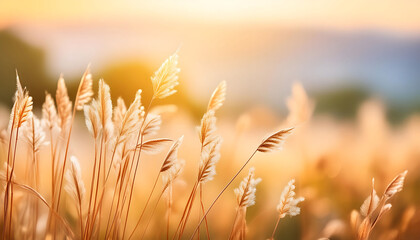 Summer Sunset With Tall Grass Blades in Golden Light
