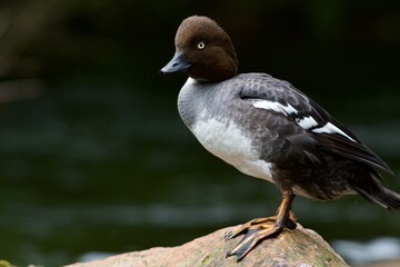 Common goldeneye on a stone 