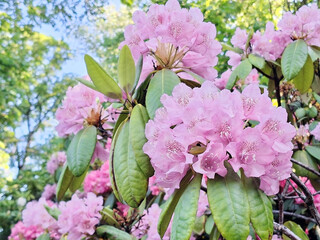 Pink Rhododendron Flowers Blossoming in the Garden on a Day of Early Summer. 