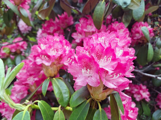 Fuchsia Pink Rhododendron Flowers Blossoming in the Early Summer. 