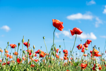 Obraz premium A vibrant field of red poppies under a clear blue sky