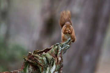 Red Squirrel (Sciurus vulgaris) feeding in a forest in the Highlands of Scotland.