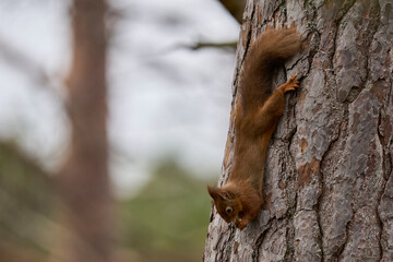 Red Squirrel (Sciurus vulgaris) feeding in a forest in the Highlands of Scotland.