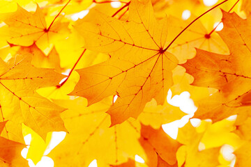 Autumn natural background, closeup yellow red orange leaves beauty in nature abstract maple leaf, environment texture pattern from autumnal foliage, fall colored scene, aesthetic nature