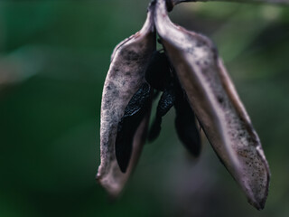 Plant seed