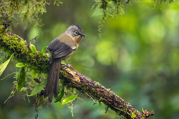 Black-crowned Barwing perched on a moss-covered branch in the Annamite Mountains forest