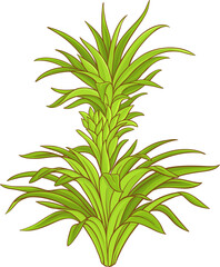 Pineapple Plant with  Leaves Colored Detailed Illustration.