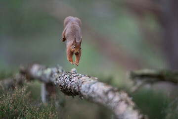 Red Squirrel (Sciurus vulgaris) feeding in a forest in the Highlands of Scotland.