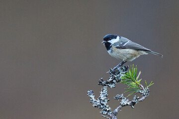 Coal Tit (Periparus ater) perched on a branch in the highlands of Scotland