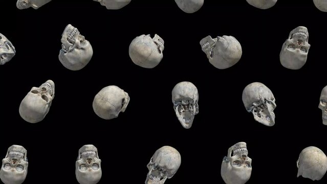 3d human skull Falling and rotating loop animation on black background 3d render 4k footage