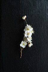 Japanese apricot flowers (Ume) in a beauty minimalist aesthetic arrangement on black granite board background. Japan.