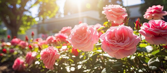 Red pink petals of Rose flower in the garden beautiful scene in a sunny day. Creative banner. Copyspace image