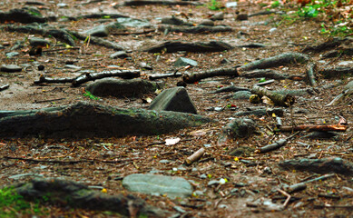 Close up view of tree roots and forest debris on a forest floor