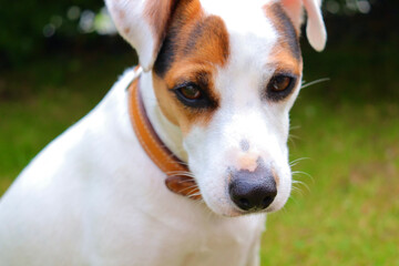 chien jack russel