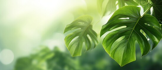 Philodendron xanadu croat leaf green nature. Creative banner. Copyspace image