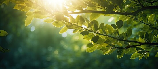 Obraz premium leaves and branches of tree kissed by sun. Creative banner. Copyspace image