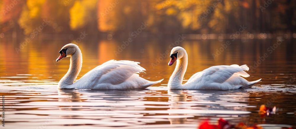 Poster white swans on a colorful lake. creative banner. copyspace image