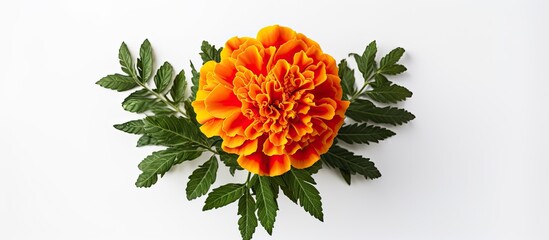 Marigold flower Tagetes. Creative banner. Copyspace image