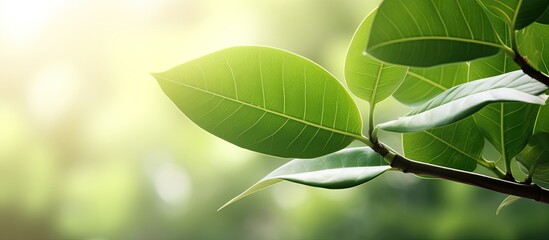 Close up portrait of a leaf The walik banyan or breech banyan is a species of ficus kurzii in the Moraceae family selective focus. Creative banner. Copyspace image