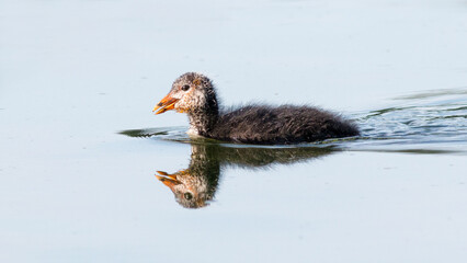 duck in the water