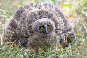 great horned owl