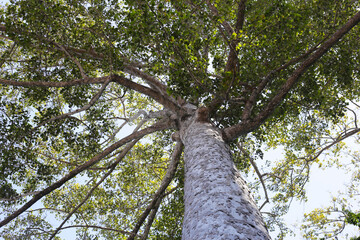 Big and tall tree with branches