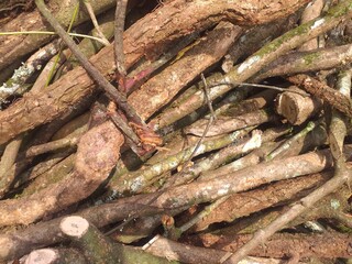 Isolated picture of pile of tree branches suitable for naturethemed designs. Forest backdrop, landscaping concepts, ecofriendly promotions, rustic home décor projects.