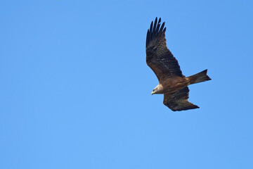 Milan noir - Milvus migrans - rapaces - Accipitridae

