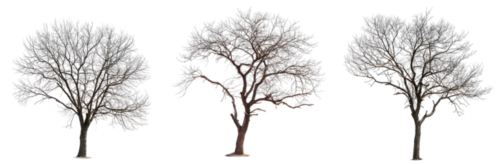 set of leafless trees cutout isolated on transparent background